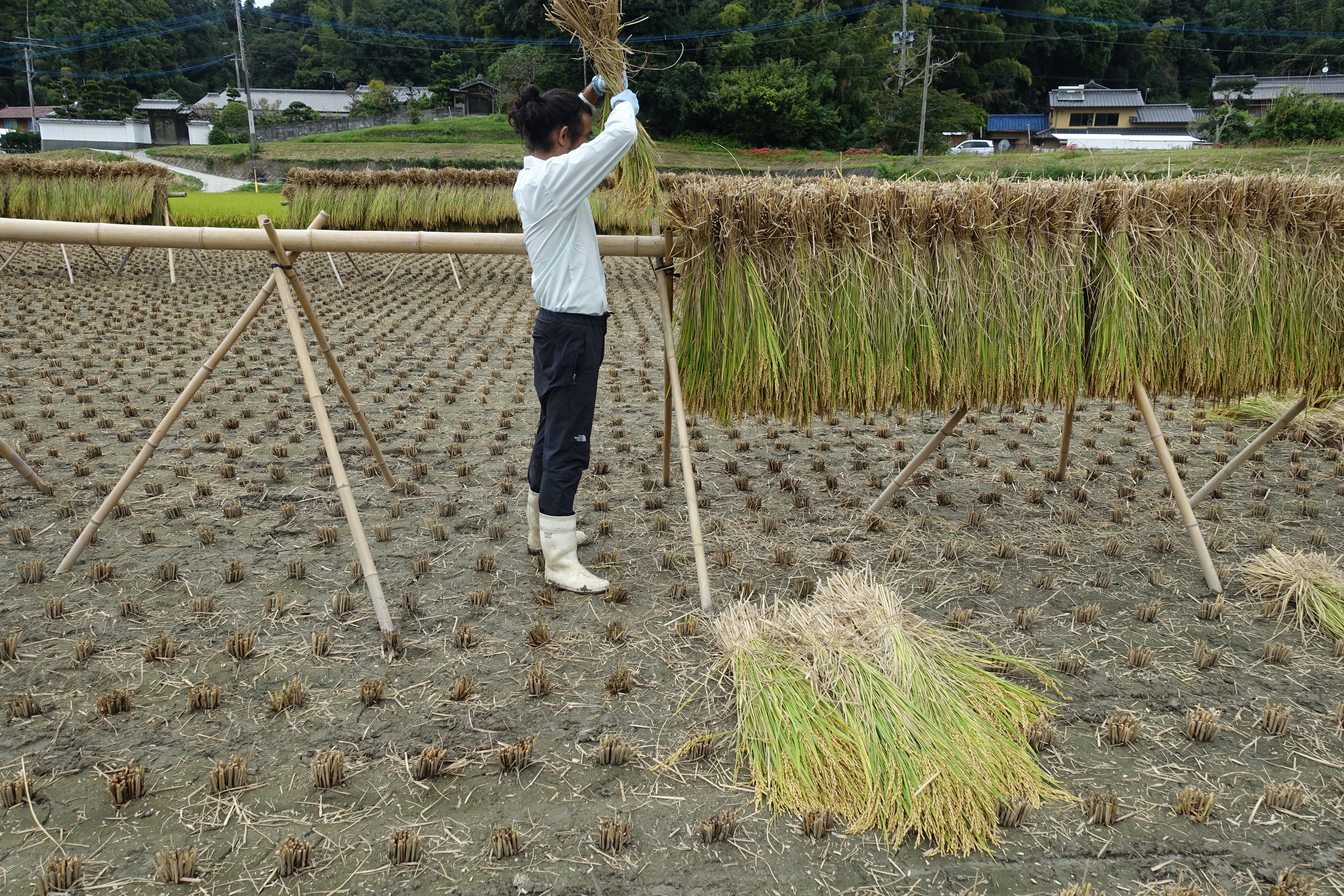 糸島で稲刈りとかけ干し（はざかけ）体験 | 人生はネタづくり